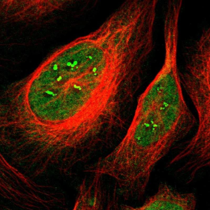 Staining of human cell line U-2 OS shows localization to nucleoplasm & nucleoli fibrillar center.