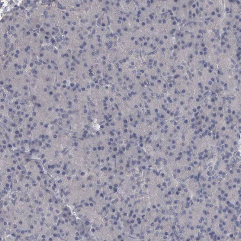 Staining of human pancreas shows no positivity in exocrine glandular cells as expected.