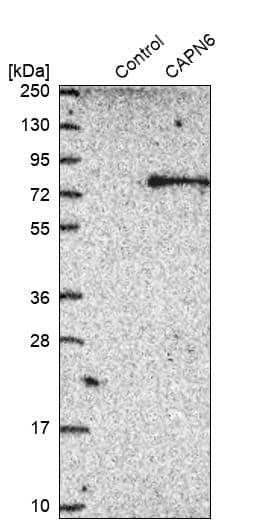 Western Blot Calpain 6 Antibody - BSA Free