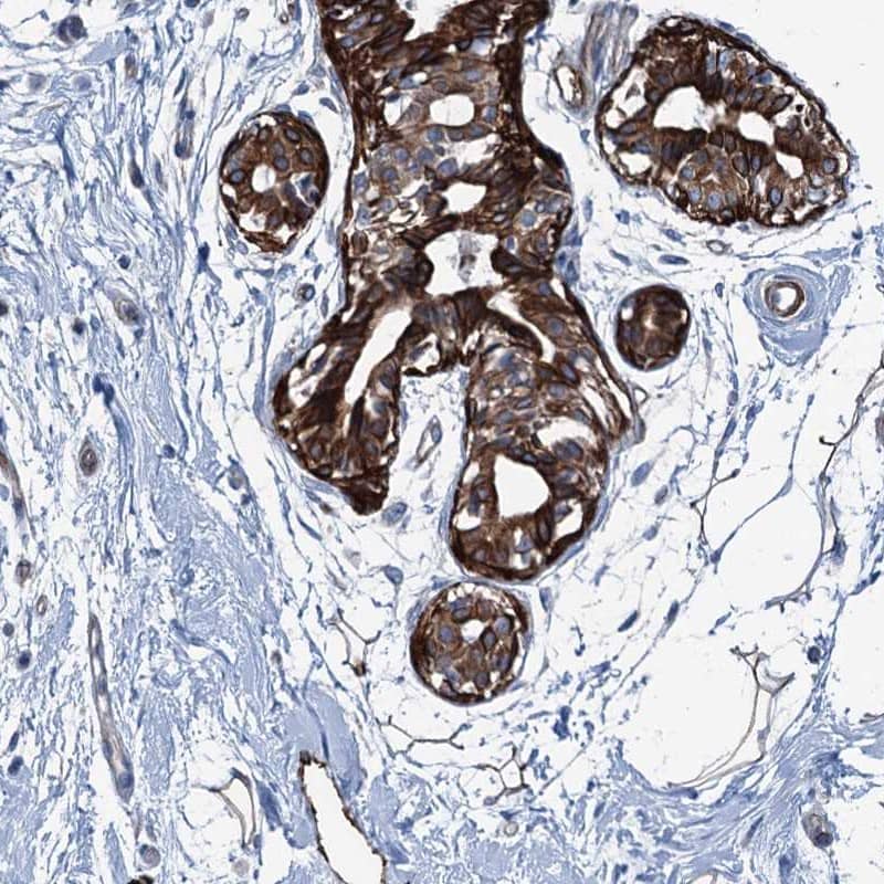 Staining of human breast shows strong cytoplasmic positivity in glandular cells.