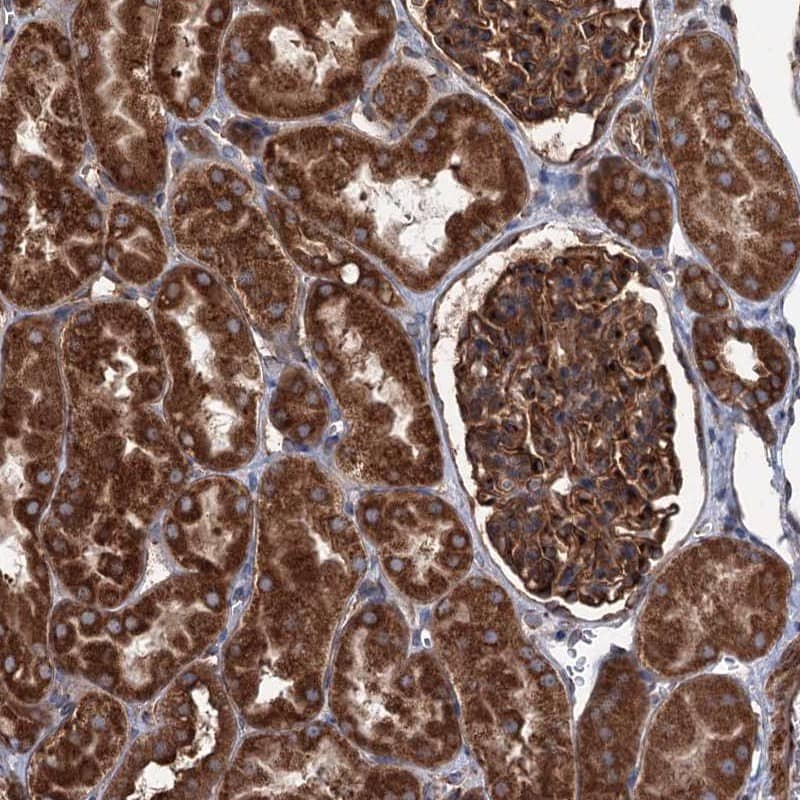 Staining of human kidney shows strong cytoplasmic positivity in cells in tubules and cells in glomeruli.