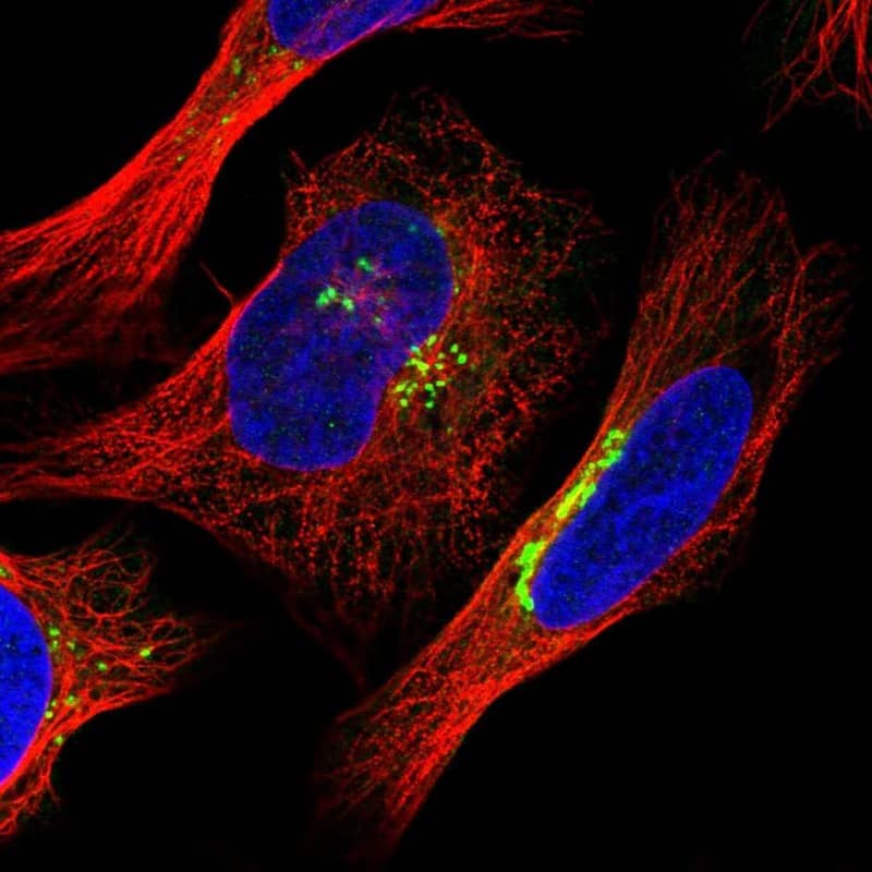 Staining of human cell line U-2 OS shows localization to the Golgi apparatus.