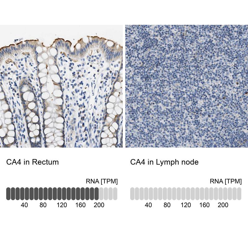 <b>Orthogonal Strategies Validation. </b>Analysis in human rectum and lymph node tissues using HPA017258 antibody. Corresponding CA4 RNA-seq data are presented for the same tissues.
