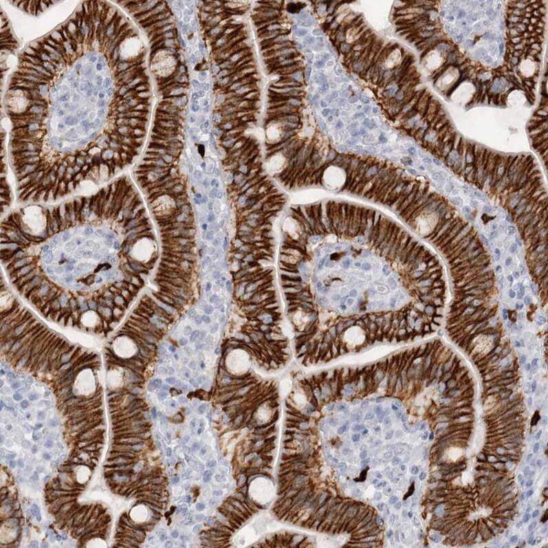 Staining of human duodenum shows strong membranous positivity in glandular cells.