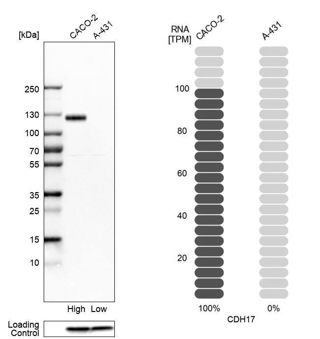 <b>Orthogonal Strategies Validation. </b>Analysis in human cell lines Caco-2 and A-431 using Anti-CDH17 antibody. Corresponding CDH17 RNA-seq data are presented for the same cell lines. Loading control: Anti-PPIB.