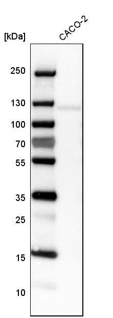 Analysis in human cell line CACO-2.