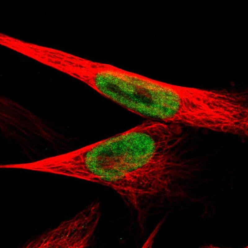 Staining of human cell line U-251 MG shows localization to nucleoplasm.