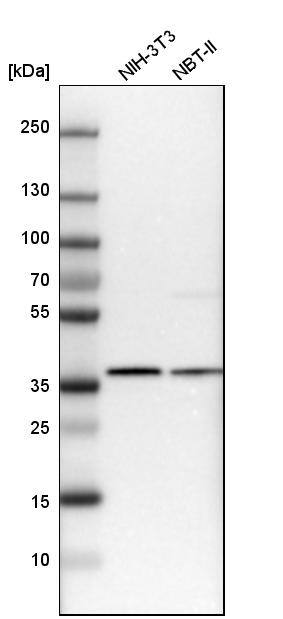 Analysis in mouse cell line NIH-3T3 and rat cell line NBT-II.