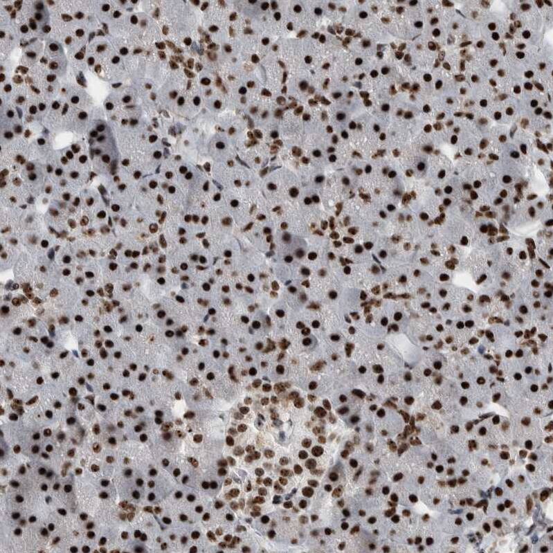 Staining of human pancreas shows strong nuclear and nucleoli positivity in exocrine glandular cells and endocrine glandular cells.