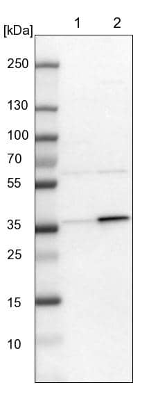 Lane 1: NIH-3T3 cell lysate (Mouse embryonic fibroblast cells)Lane 2: NBT-II cell lysate (Rat Wistar bladder tumour cells)