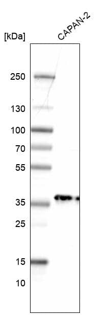 Analysis in human cell line CAPAN-2.