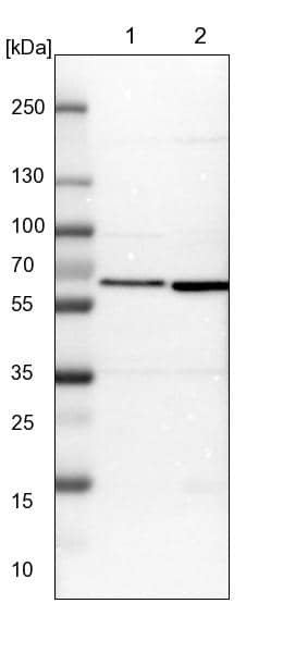 Western Blot CCT8 Antibody - BSA Free