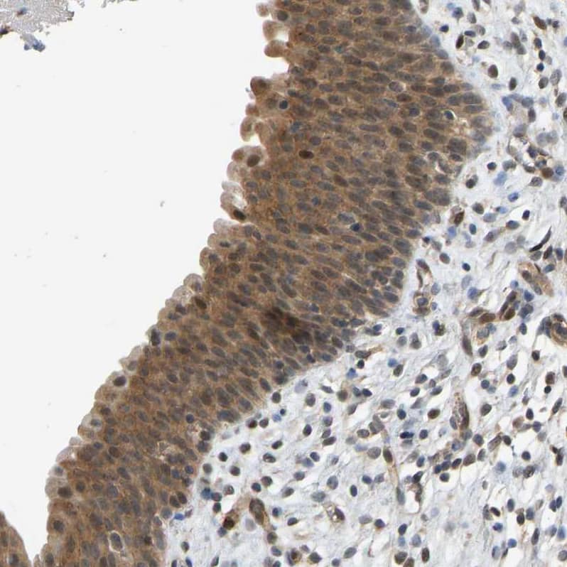 Immunohistochemistry-Paraffin CCT8 Antibody - BSA Free