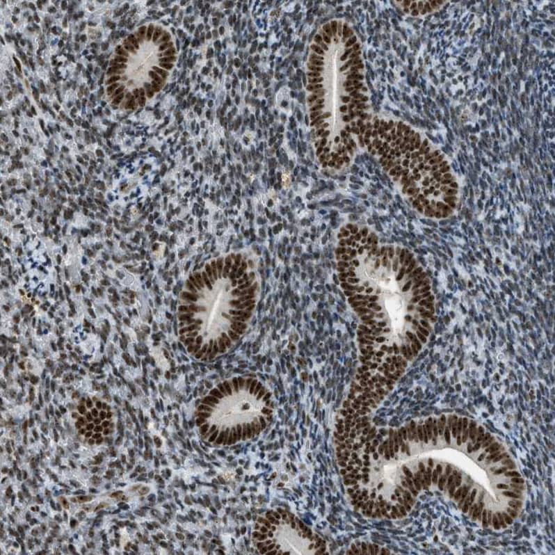 Staining of human endometrium shows strong positivity in nucleoli and nucleus in glandular cells.