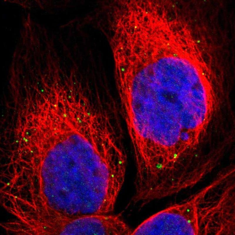 Immunocytochemistry/ Immunofluorescence NRSN2 Antibody - BSA Free