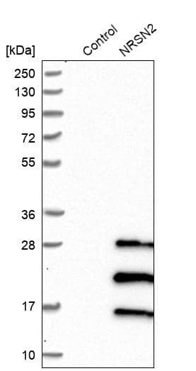 Analysis in control (vector only transfected HEK293T lysate) and NRSN2 over-expression lysate (Co-expressed with a C-terminal myc-DDK tag (~3.1 kDa) in mammalian HEK293T cells).