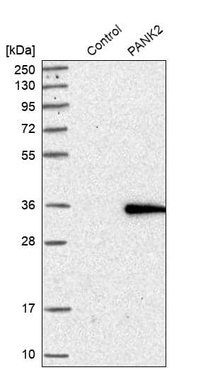 Analysis in control (vector only transfected HEK293T lysate) and PANK2 over-expression lysate (Co-expressed with a C-terminal myc-DDK tag (~3.1 kDa) in mammalian HEK293T cells).