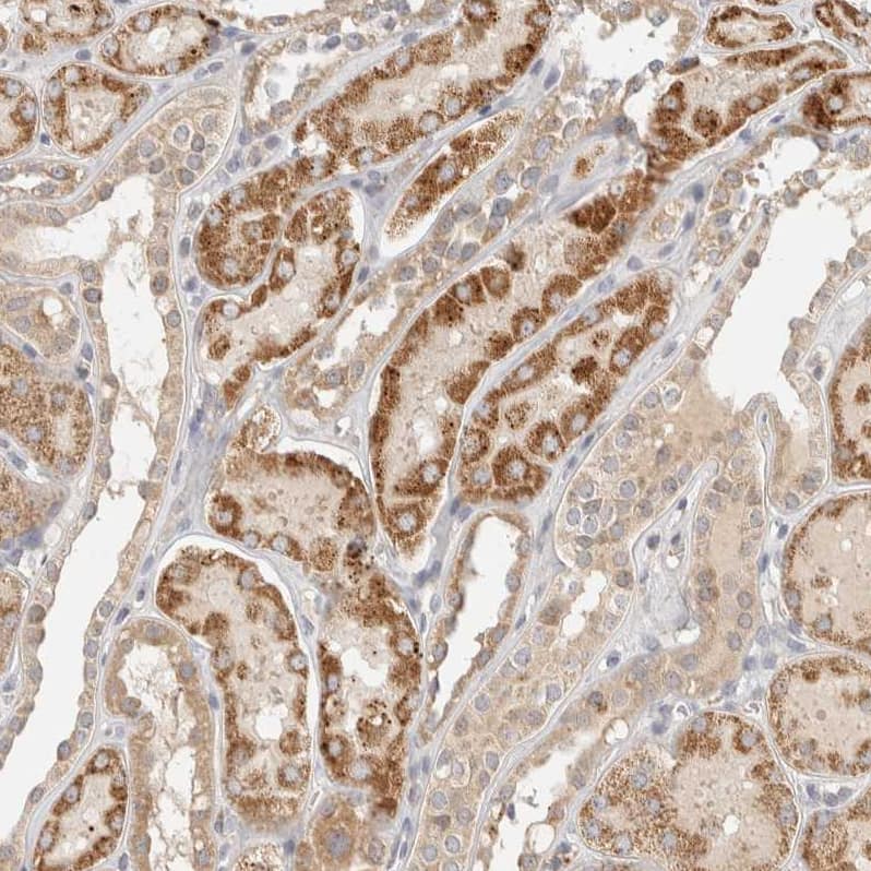 Immunohistochemistry-Paraffin ITPA Antibody - BSA Free