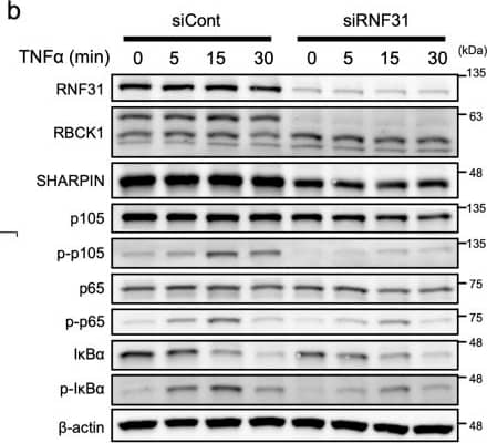 Western Blot RBCK1 Antibody - BSA Free