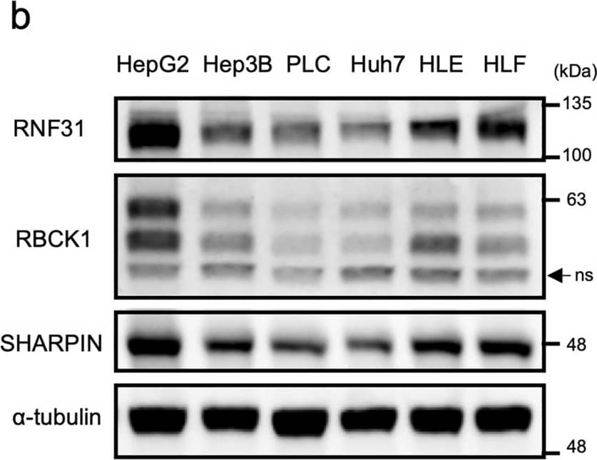 Western Blot RBCK1 Antibody - BSA Free