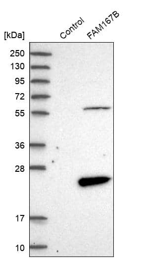 Analysis in control (vector only transfected HEK293T lysate) and FAM167B over-expression lysate (Co-expressed with a C-terminal myc-DDK tag (~3.1 kDa) in mammalian HEK293T cells).