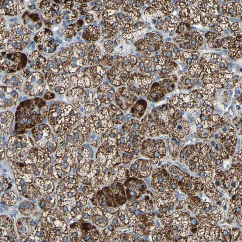 Staining of human adrenal gland shows strong cytoplasmic positivity in glandular cells.