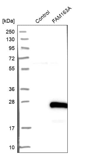 Analysis in control (vector only transfected HEK293T lysate) and FAM163A over-expression lysate (Co-expressed with a C-terminal myc-DDK tag (~3.1 kDa) in mammalian HEK293T cells).