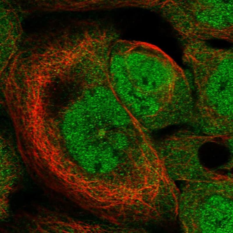 Immunocytochemistry/ Immunofluorescence HspB11 Antibody - BSA Free