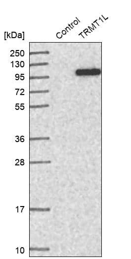 Western Blot TRMT1L Antibody - BSA Free