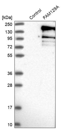 Analysis in control (vector only transfected HEK293T lysate) and FAM129A over-expression lysate (Co-expressed with a C-terminal myc-DDK tag (~3.1 kDa) in mammalian HEK293T cells).