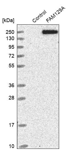Western Blot Niban Antibody - BSA Free
