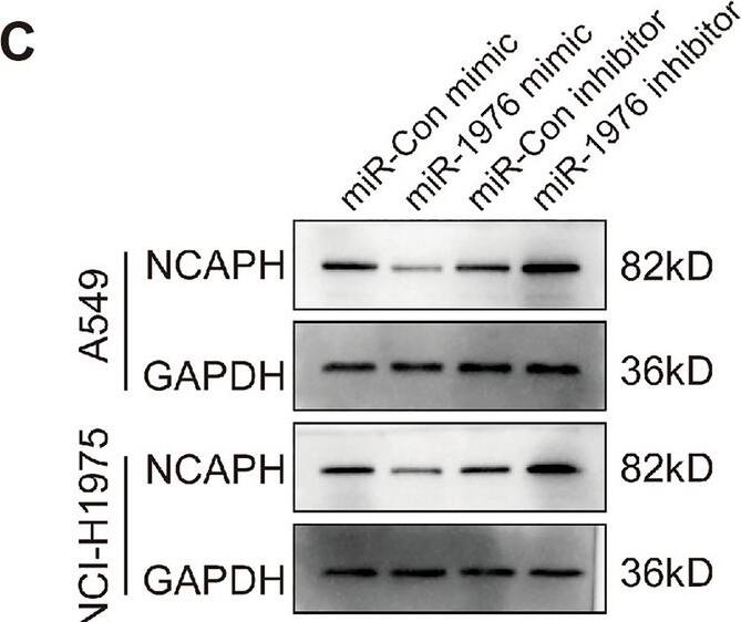 MiR-1976 targets NCAPH 3’-UTR: 1627 bp-1633 bp. A549 and NCI-H1975 cells were transfected with corresponding mimics, respectively and real-time PCR was used to detect the NCAPH mRNA level (A). A549 and NCI-H1975 cells were transfected with corresponding inhibitors, respectively and real-time PCR was used to detect the NCAPH mRNA level (B). Western blot was used to analyze NCAPH protein levels in A549 and NCI-H1975 cells (C, D). A schematic diagram showed the three predicted potential binding sites of miR-1976 at the 3 ' -UTR of NCAPH (E). The luciferase reporter vector containing predicted three binding sites were cloned into pGL3-promoter, namely pGL3-T1, pGL3-T2, and pGL3-T3. The three vectors were co-transfected with miR-1976 mimic respectively into A549 cells, and luciferase signals were detected by luciferase assay (F). The pGL3-T2 was co-transfected with the miR-1976 mimic into A549 cells. Luciferase signals were detected by luciferase assay (G). The pGL3-T2 was co-transfected respectively with the miR-1976 inhibitor into A549 cells. Luciferase signals were detected by luciferase assay (H). The pGL3-T2 was co-transfected with the miR-1976 mimic into A549 cells. The pGL3-T2 mut was co-transfected with the miR-1976 mimic into A549 cells. Luciferase signal was detected by luciferase method (I). * P < 0.05, ** P < 0.01, ***P < 0.001. Image collected and cropped by CiteAb from the following open publication (//www.nature.com/articles/s41598-024-61261-6), licensed under a CC-BY license. Not internally tested by Novus Biologicals.
