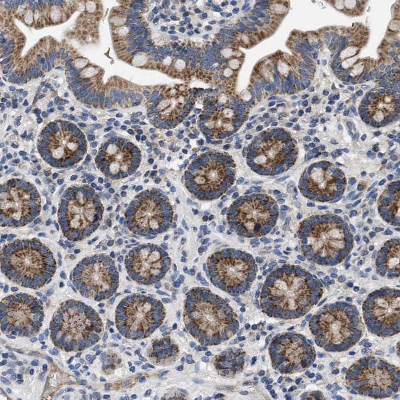 Immunohistochemistry-Paraffin PNKD Antibody - BSA Free