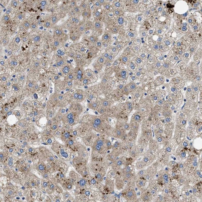 Immunohistochemistry-Paraffin PNKD Antibody - BSA Free