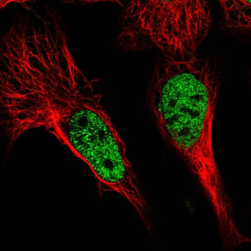 Immunocytochemistry/ Immunofluorescence POU4F3 Antibody - BSA Free