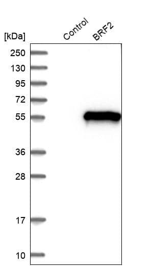 Analysis in control (vector only transfected HEK293T lysate) and BRF2 over-expression lysate (Co-expressed with a C-terminal myc-DDK tag (~3.1 kDa) in mammalian HEK293T cells).