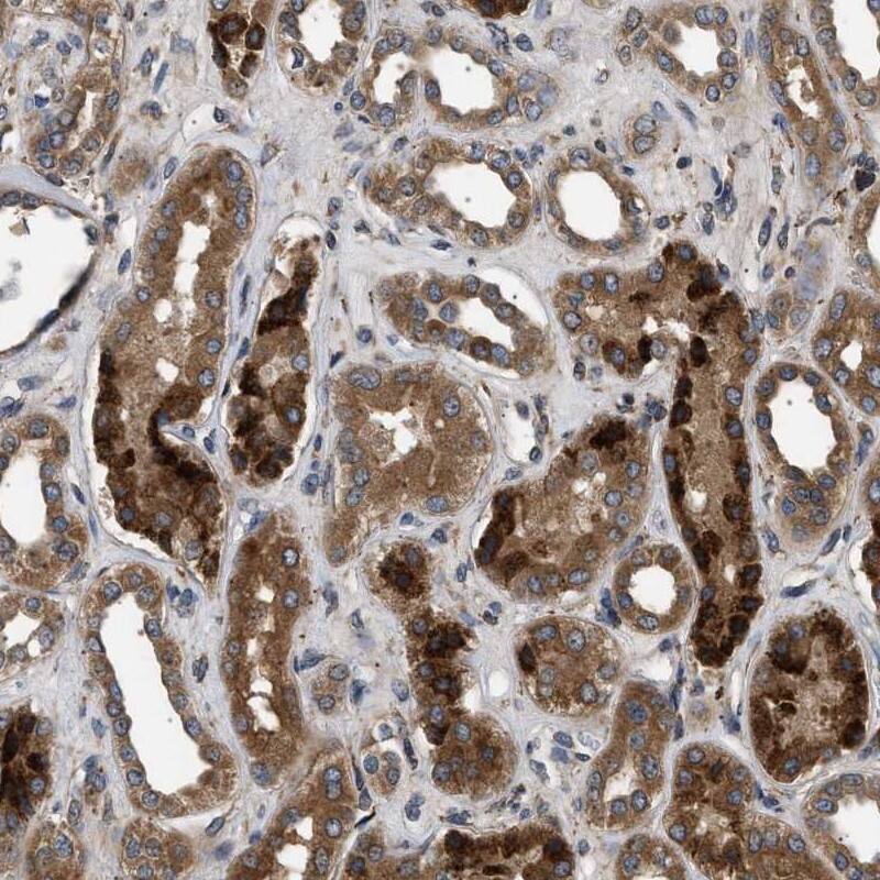 Staining of human kidney shows strong positivity in tubuli.