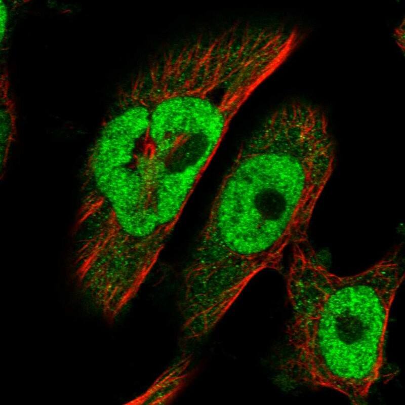 Immunocytochemistry/ Immunofluorescence BRCA2 Antibody - BSA Free