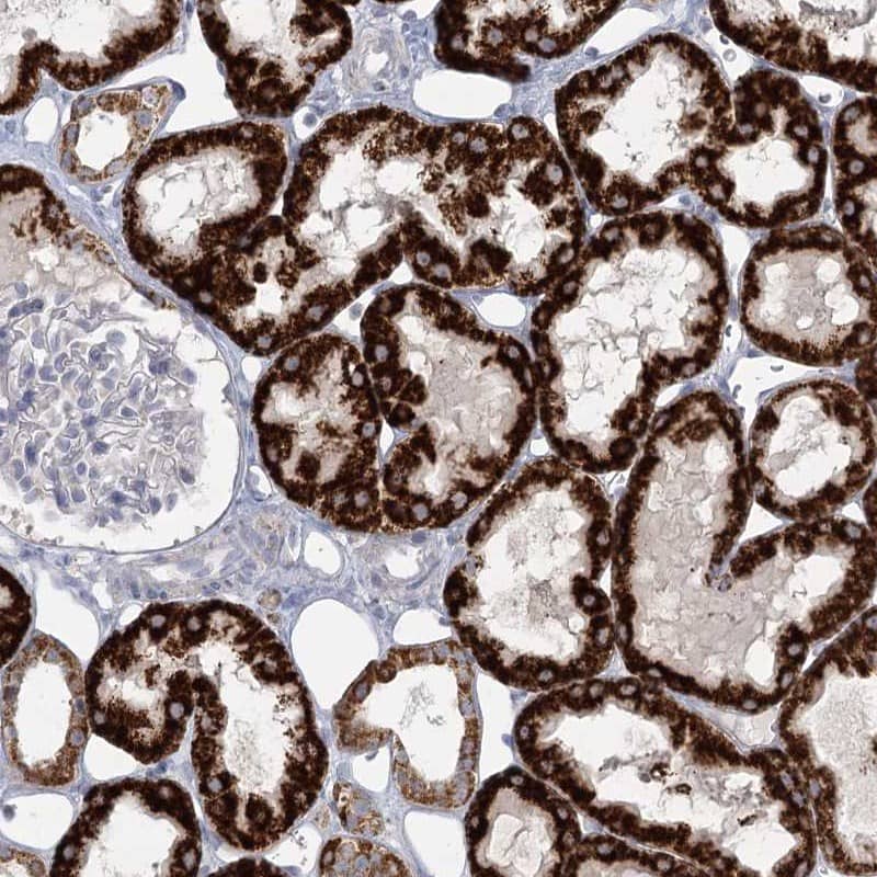 Staining of human kidney shows high expression.