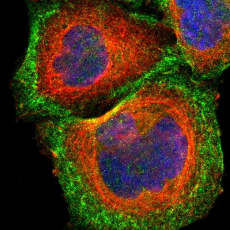 Staining of human cell line A-431 shows localization to plasma membrane & actin filaments.