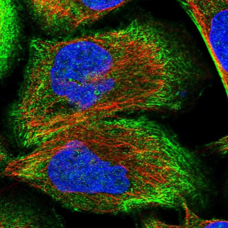 Immunocytochemistry/ Immunofluorescence CDC42EP4 Antibody - BSA Free