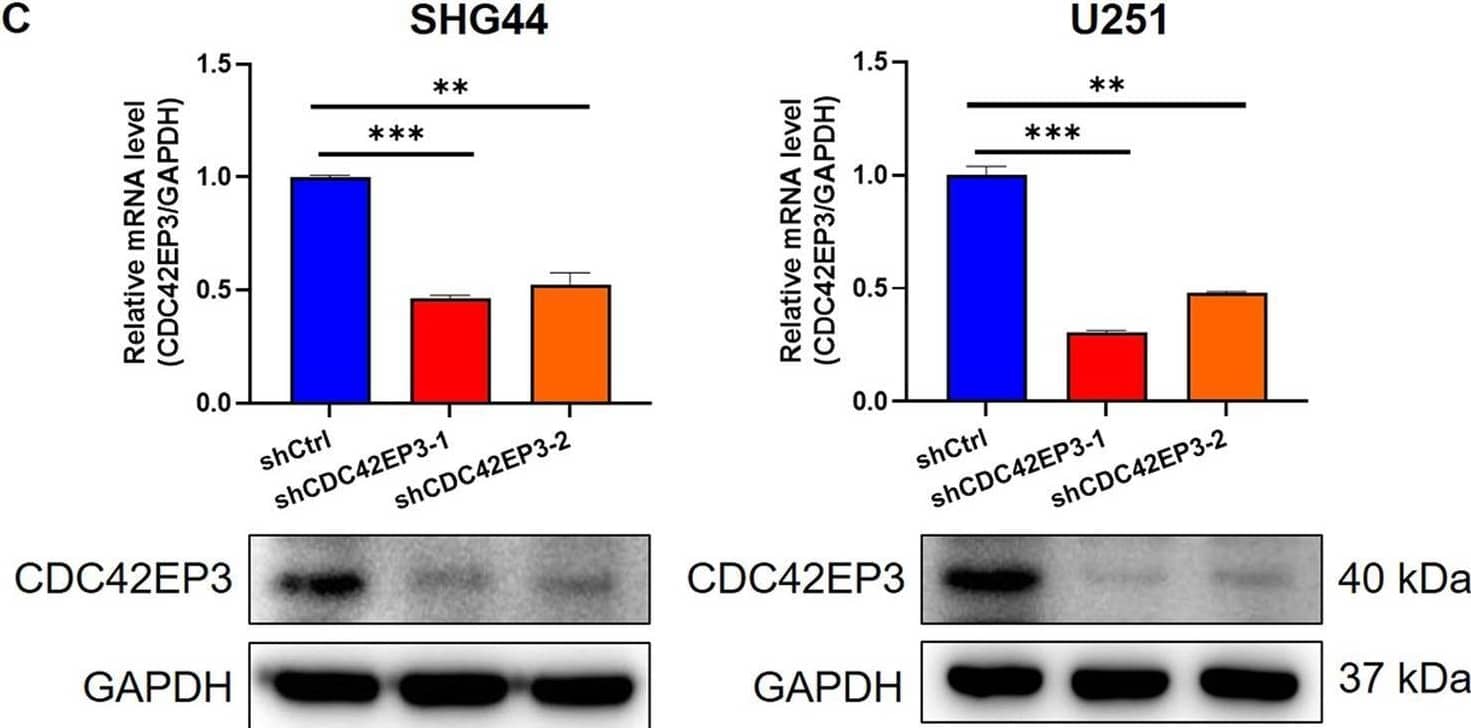 Western Blot CDC42EP3 Antibody - BSA Free
