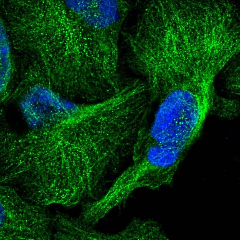 Immunocytochemistry/ Immunofluorescence CDC42EP2 Antibody - BSA Free