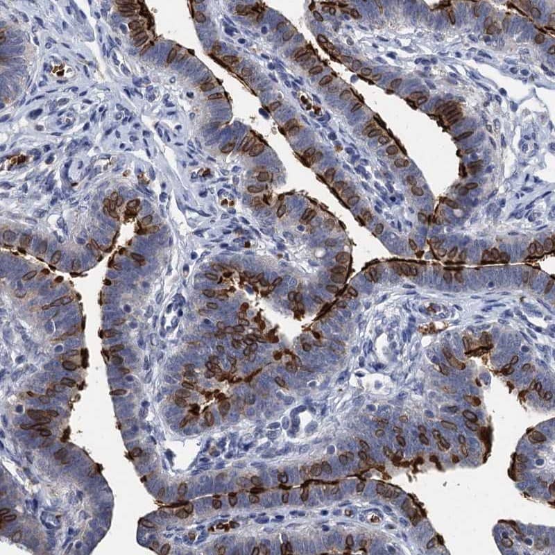 Staining of human fallopian tube shows high expression.