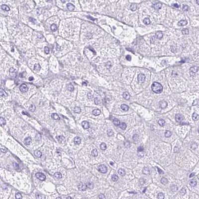 Immunohistochemistry-Paraffin ERP27 Antibody - BSA Free