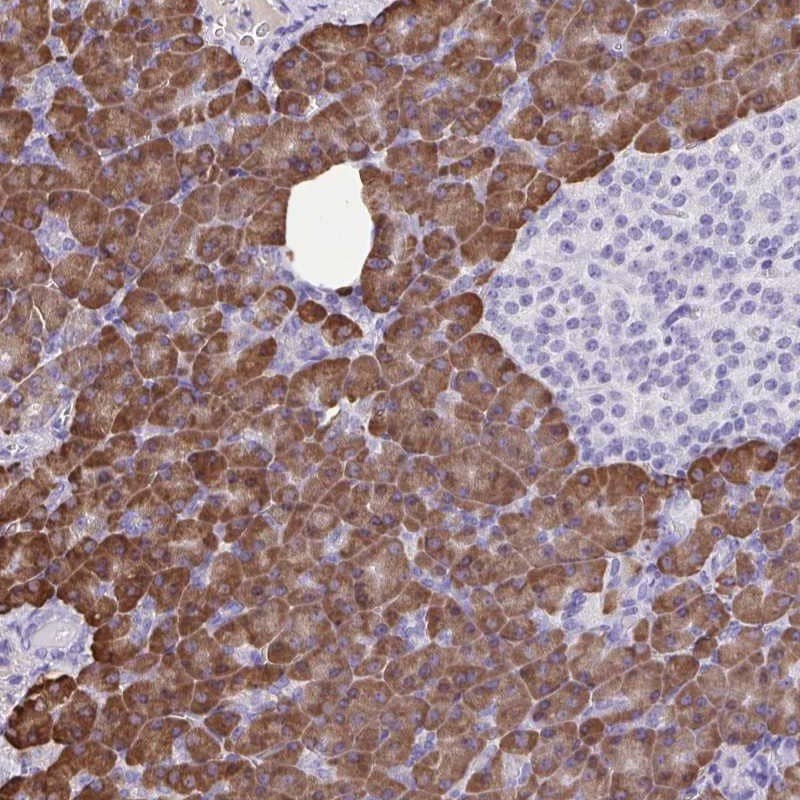 Immunohistochemistry-Paraffin ERP27 Antibody - BSA Free