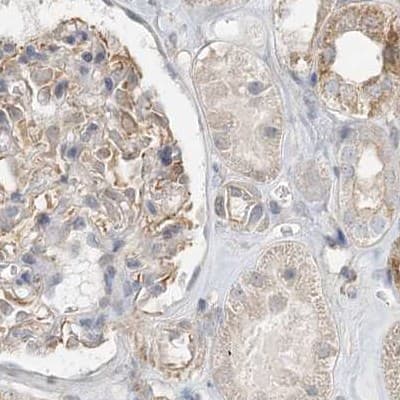 Staining of human kidney.