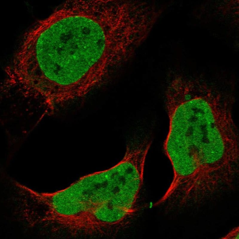 Staining of human cell line U-2 OS shows localization to nucleoplasm & midbody ring.