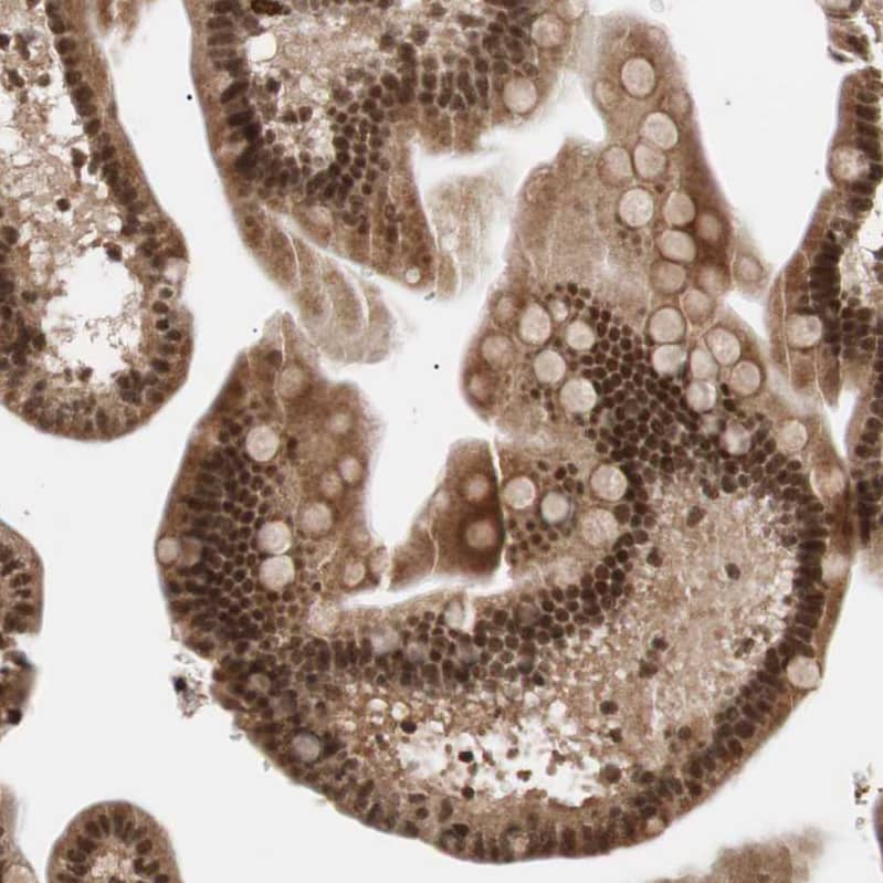 Staining of human small intestine shows strong nuclear positivity in glandular cells with additional moderate cytoplasmic positivity.