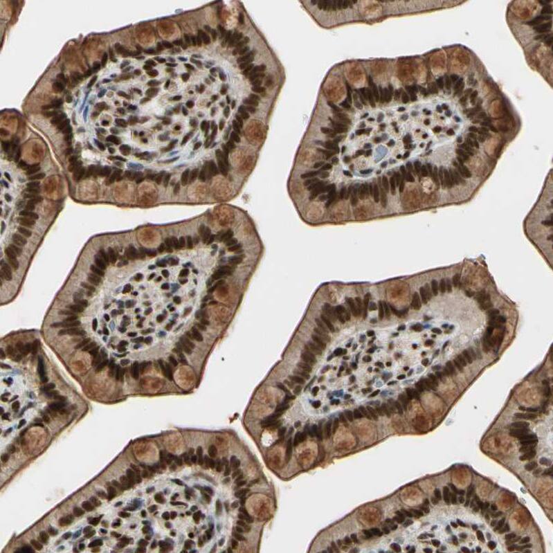 Staining of human small intestine shows strong nuclear positivity in glandular cells with additional moderate cytoplasmic positivity.